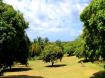 Lands of Westmoreland  - Barbados
