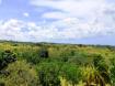 Lands of Westmoreland  - Barbados