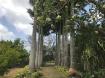 Lower Greys House - Tropical Gardens 2