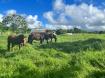 Red Rooster Farm House - West Paddock Views