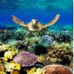 Diving
